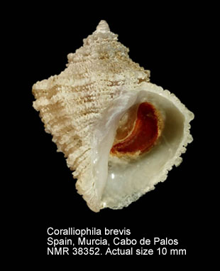 Coralliophila brevis.jpg - Coralliophila brevis(Blainville,1832)